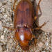 Harpalus indianus - Photo (c) Angella Moorehouse, כל הזכויות שמורות, הועלה על ידי Angella Moorehouse