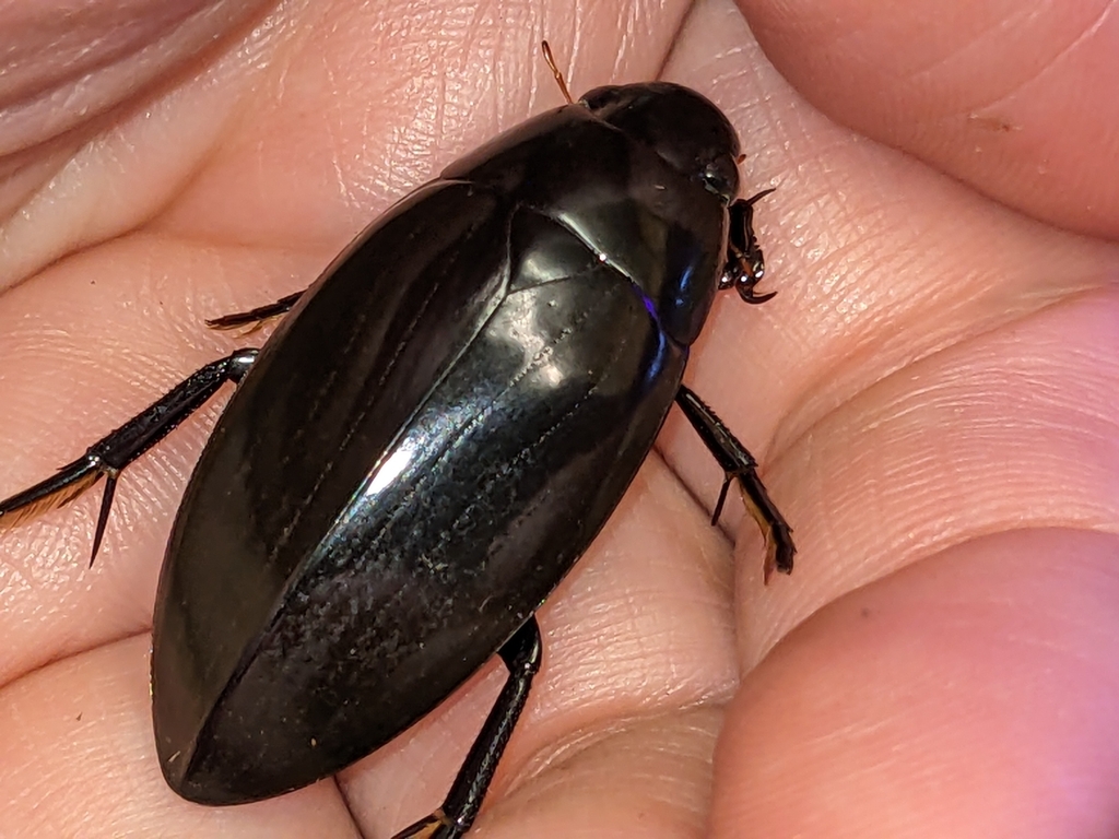 Giant Water Scavenger Beetle (Hydrophilus triangularis) · iNaturalist