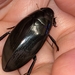 Giant Water Scavenger Beetle - Photo (c) Jessica Leonard, all rights reserved, uploaded by Jessica Leonard