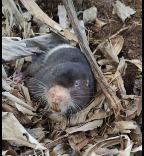 Underwood's Pocket Gopher (Heterogeomys underwoodi) — Data Deficient Mammalia