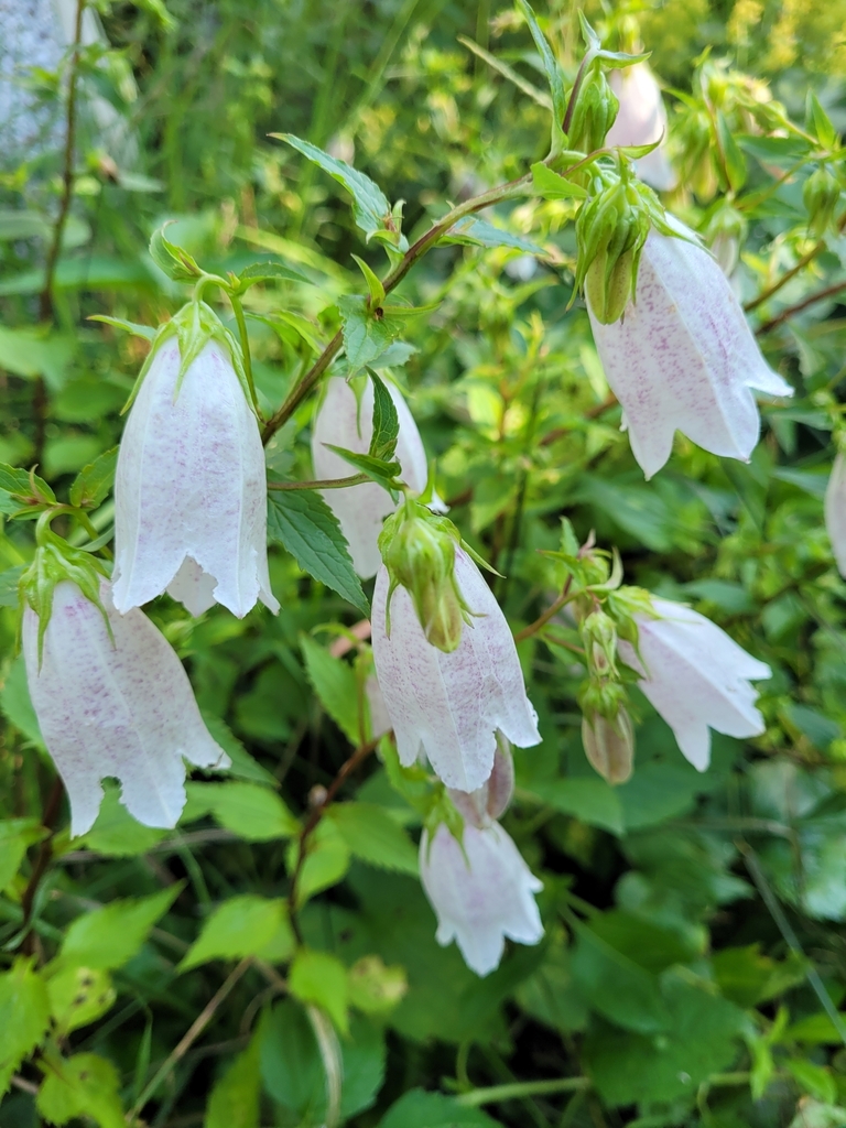 Spotted bellflower from Knowlton, QC J0E, Canada on July 20, 2023 at 08