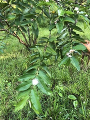 Psidium guajava image