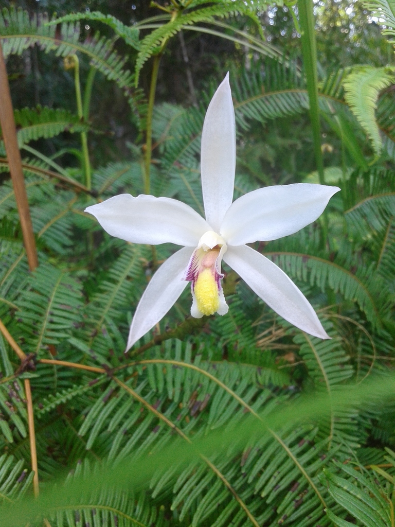 Bromheadia finlaysoniana (Bromheadia finlaysoniana)