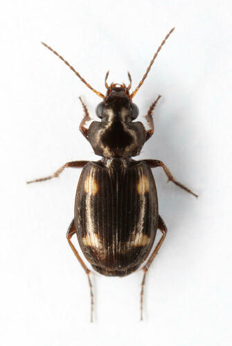 Tetragonoderus laevigatus Chaudoir, 1876