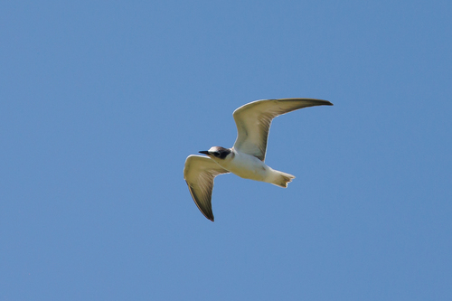 Little Tern