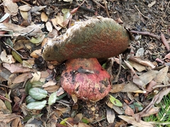 Rubroboletus eastwoodiae image