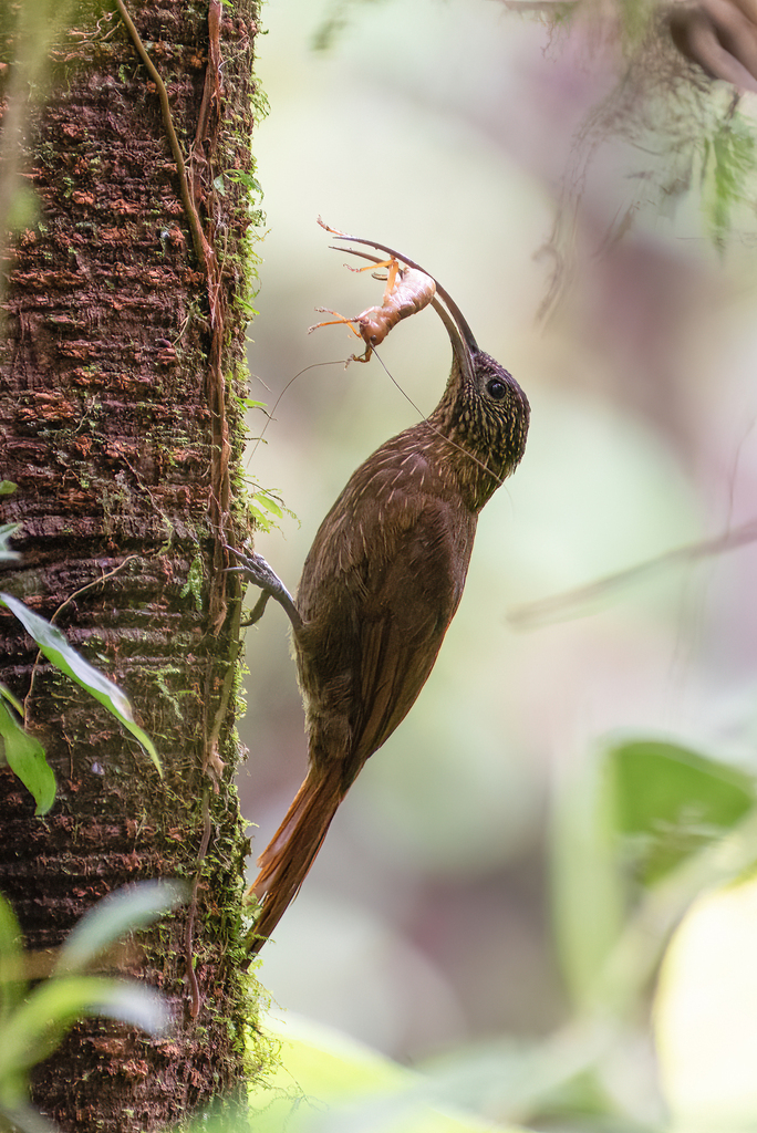 Brown-billed Scythebill (Campylorhamphus pusillus) photo