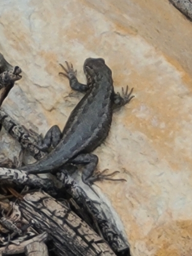 iNaturalist observation photo of Common Sagebrush Lizard