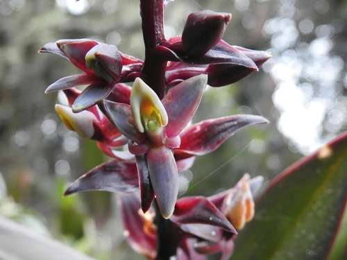 Epidendrum macrostachyum image