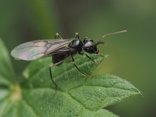 Juodoji medžių skruzdėlė nuotrauka