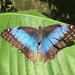 Mariposa Morfo Azul Común - Photo (c) rablomker, todos los derechos reservados