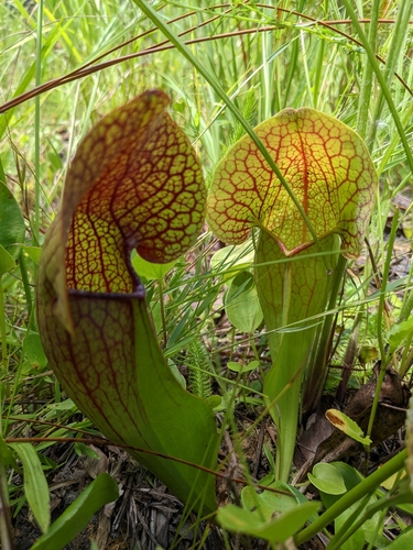 Sarracenia X swaniana