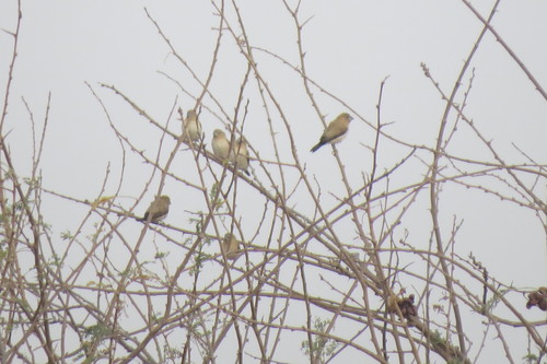 African Silverbill