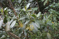 Palicourea lineariflora image