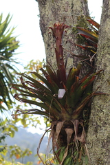 Tillandsia pastensis image