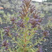 Phacelia serrata - Photo (c) Kim Score, todos os direitos reservados, uploaded by Kim Score