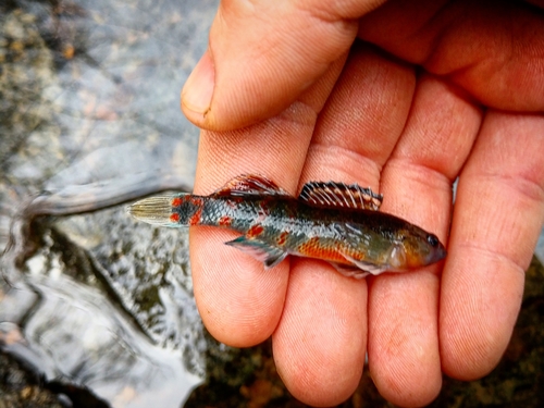 Headwater Darter