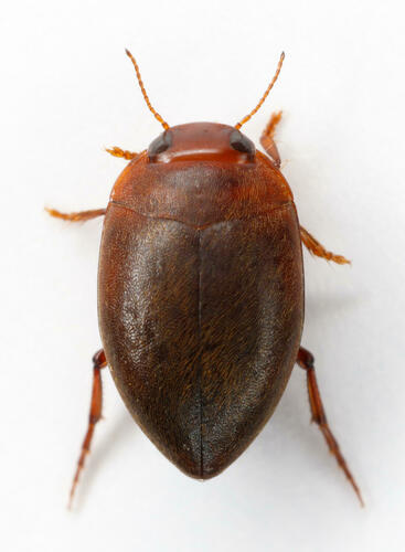 Neoporus hebes