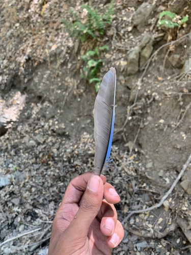 iNaturalist observation photo of Steller's Jay