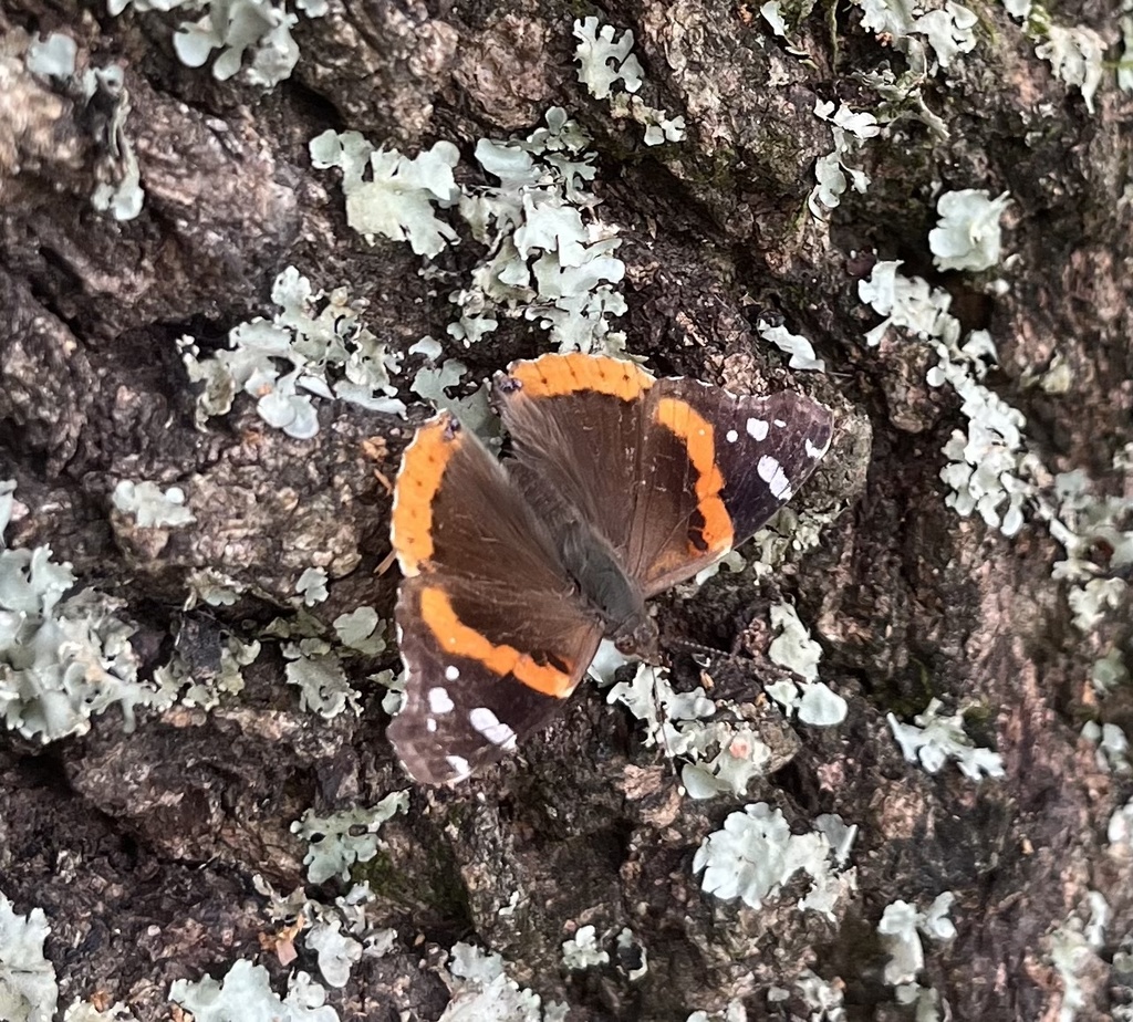 Red Admiral from Pumpkin Center Cir, Quitman, AR, US on July 20, 2023