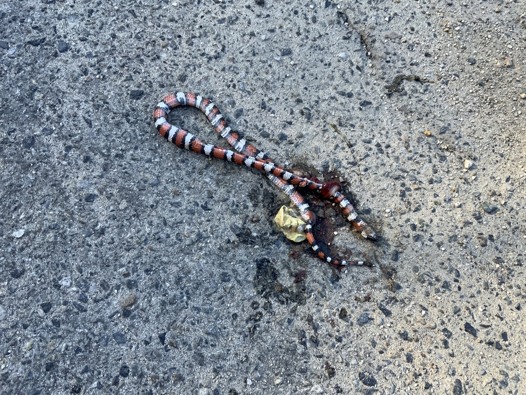 California Mountain Kingsnake In July 2023 By Elias Aristides Elias   Large 