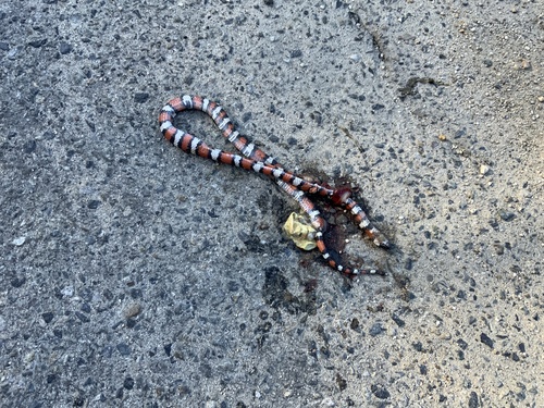 iNaturalist observation photo of California Mountain Kingsnake