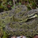 Emerald Horned Pitviper - Photo (c) mike_rochford, all rights reserved, uploaded by mike_rochford