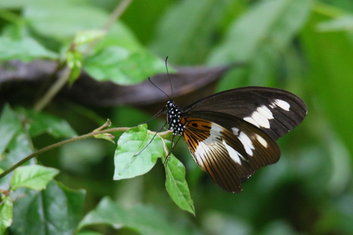 Zenobia Swallowtail
