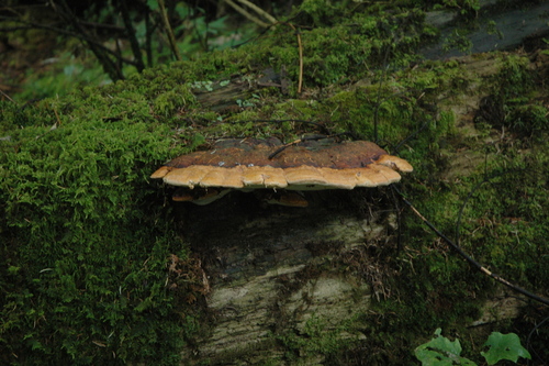 Schrenk's Red-Belt Conk