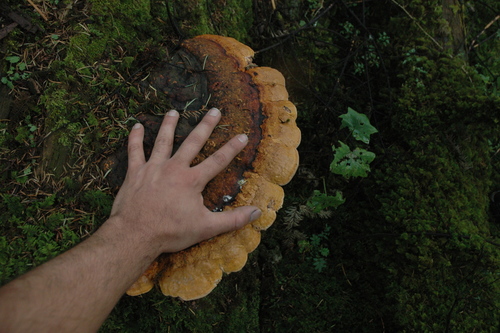 Schrenk's Red-Belt Conk