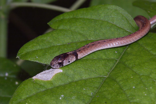 Texas Brown Snake (Subspecies Storeria dekayi texana) · iNaturalist