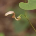 Aristolochia tubiflora - Photo (c) 小铖smalltown/黄润铖, todos os direitos reservados, uploaded by 小铖smalltown/黄润铖