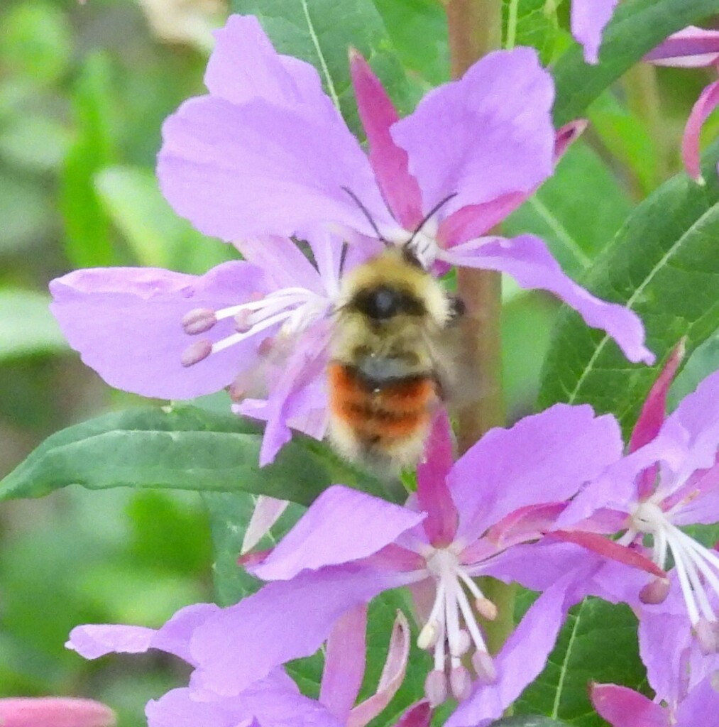 Forest Bumble Bee from Parks Hwy, Denali National Park and Preserve, AK ...