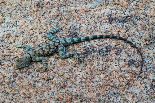 Banded Rock Lizard