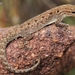 Lygodactylus montiscaeruli - Photo (c) Ruan Stander, todos los derechos reservados, subido por Ruan Stander