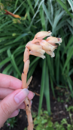 pinesap
