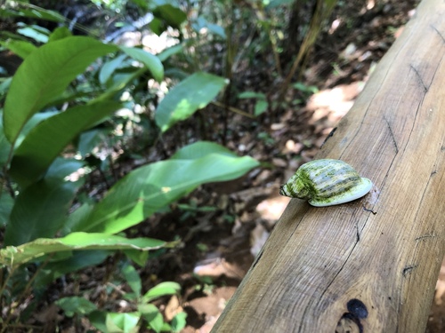 Otostomus signatus