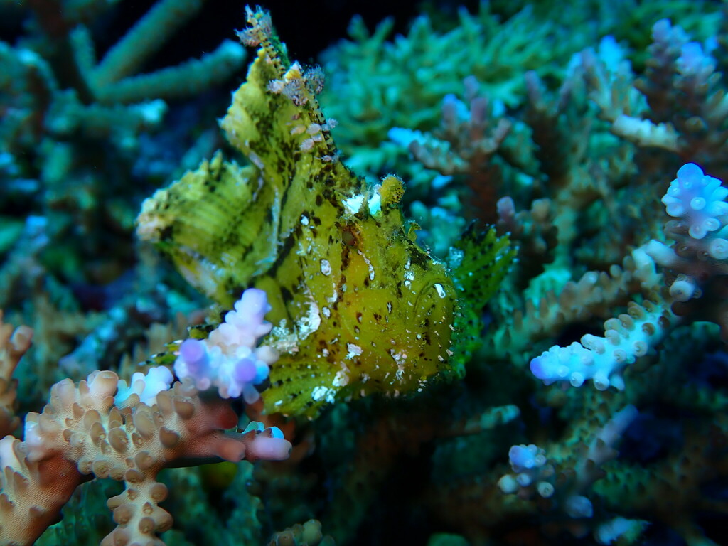 Leaf Scorpionfish