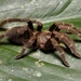 Singapore Brown Tarantula - Photo (c) Michael Jacobi, all rights reserved, uploaded by Michael Jacobi