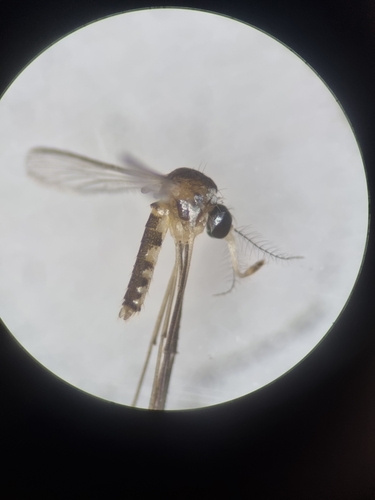 Malaya genurostris