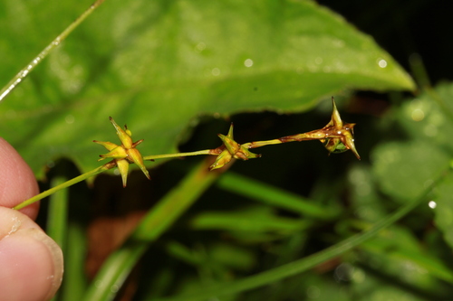 Carex omiana thumbnail