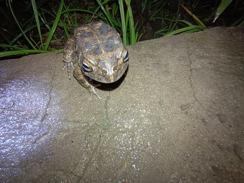 Egyptian Toad