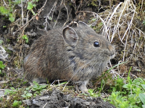 Yellow Pika (Ochotona huanglongensis) — Data Deficient Mammalia