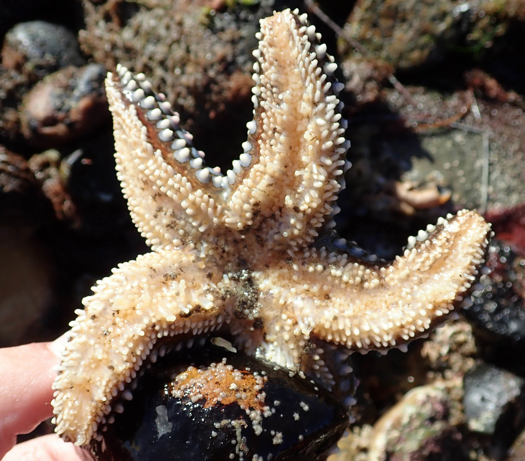 Pisaster giganteus - Wikipedia