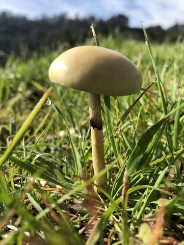 Dung Roundhead