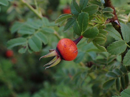 Rosa sikangensis