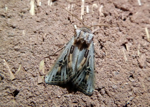 Agrotis subspinifera