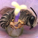 Short-horned Cellophane Bee - Photo (c) Thilina Hettiarachchi, all rights reserved, uploaded by Thilina Hettiarachchi