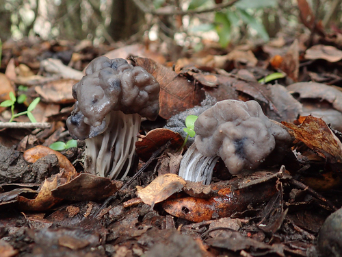 Oak-loving Elfin Saddle