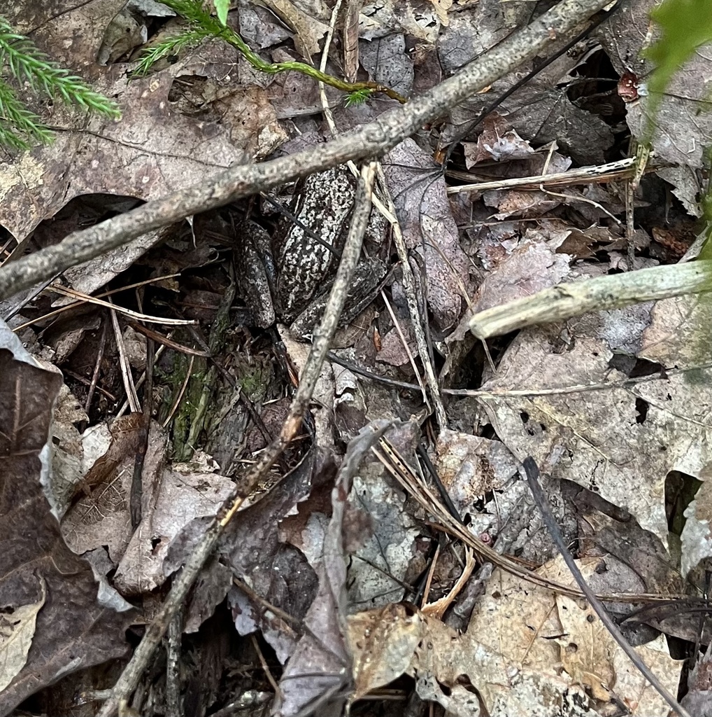 Wood Frog from East End, Hooksett, NH, US on July 21, 2023 at 11:12 AM ...